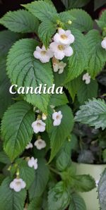 candida.