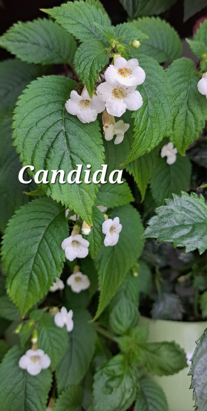candida.