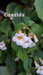 candida