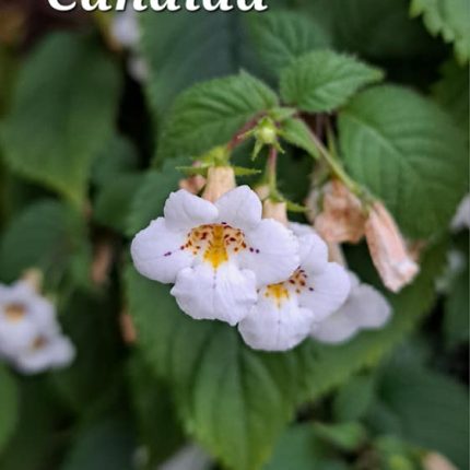 candida