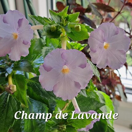 champ de lavande1