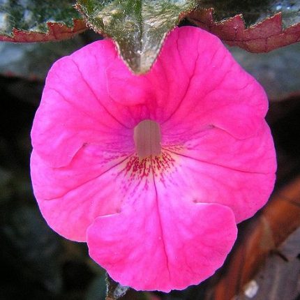 Achimenes Jay Dee Pink