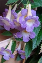 Achimenes MM's Blue Moon