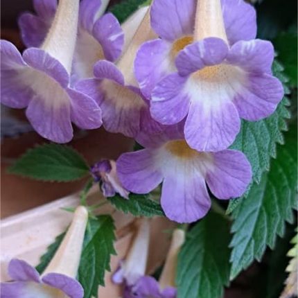 Achimenes MM's Blue Moon
