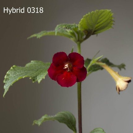 Achimenes MM's Hybrid 0318