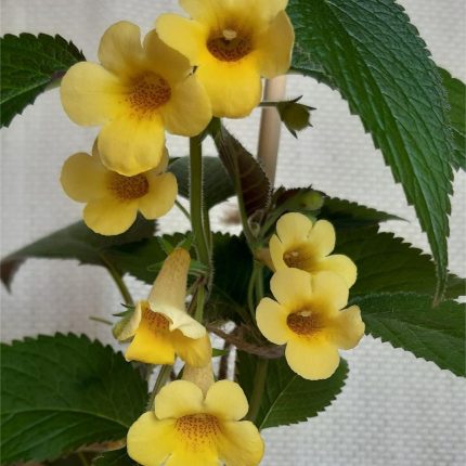 Achimenes MM's Hybrid 0417