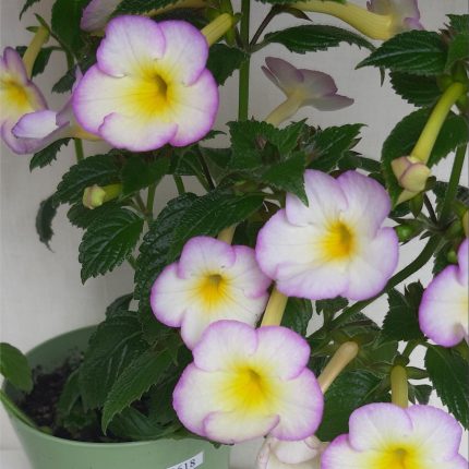 Achimenes MM's Hybrid 0618