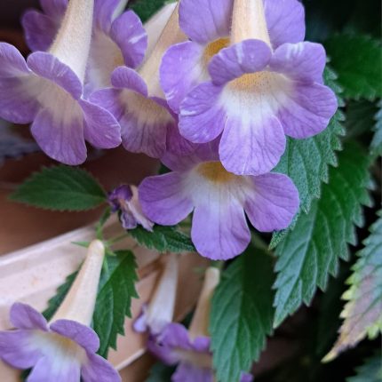 Achimenes MM's Blue Moon