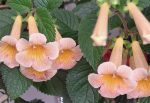 Achimenes MM's Maya