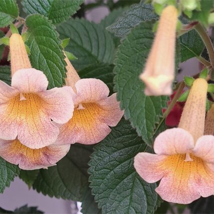 Achimenes MM's Maya