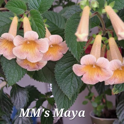 Achimenes MM's Maya
