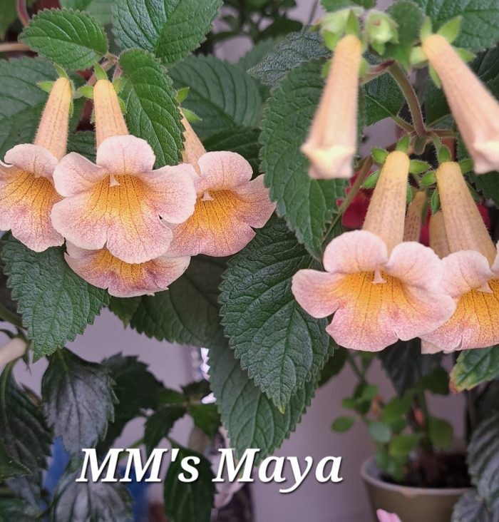 Achimenes MM's Maya