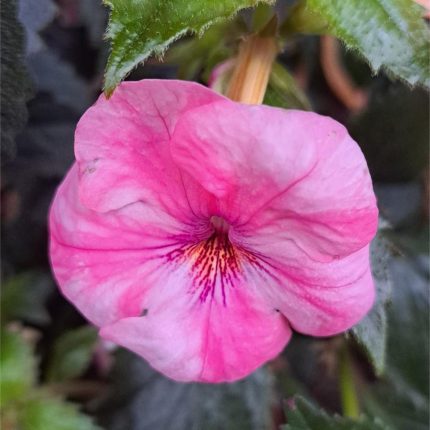 Achimenes Pink Splendour