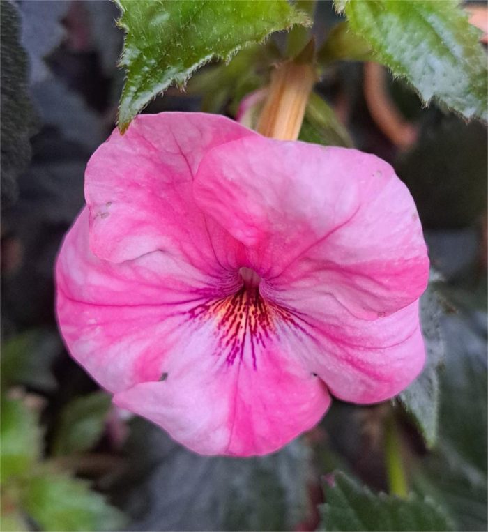 Achimenes Pink Splendour
