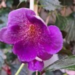 Achimenes Posseidon