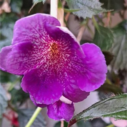 Achimenes Posseidon