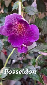 Achimenes Posseidon