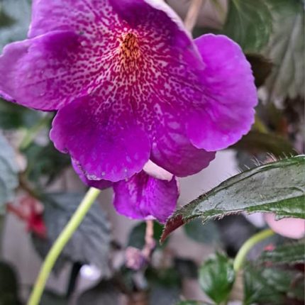 Achimenes Posseidon