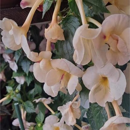 Achimenes Rf's Belem