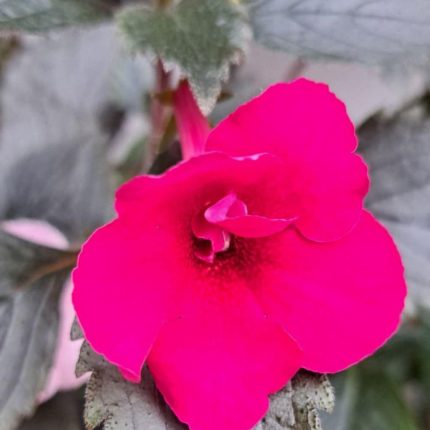 Achimenes Rf's Berry Sweet