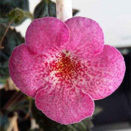 Achimenes Rf's Enigma