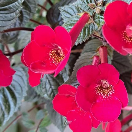 Achimenes RF's Royal Red