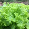 Semințe salată Blonde de Paris 1.000 semințe