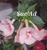 Achimenes Sue Ad