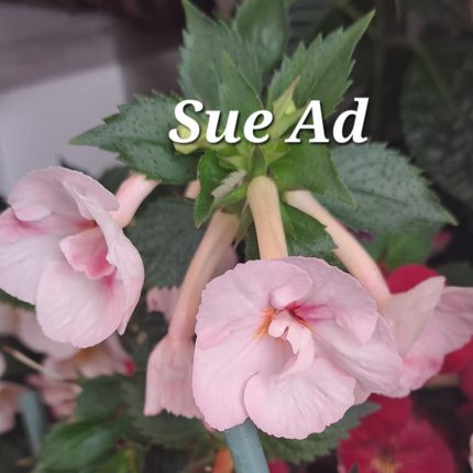 Achimenes Sue Ad