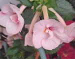 Achimenes Sue Ad