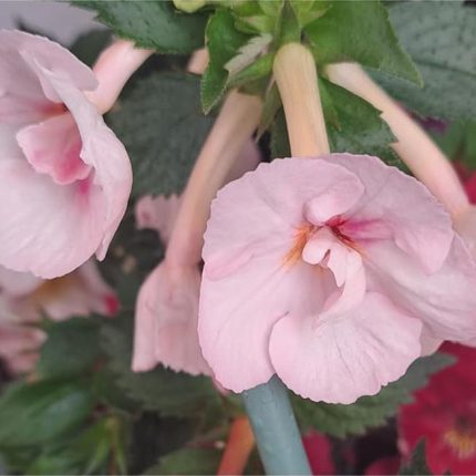 Achimenes Sue Ad