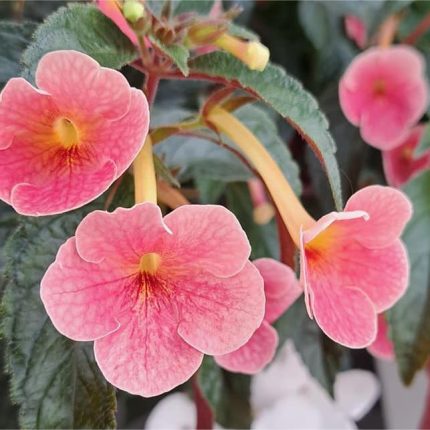 Achimenes Terracota