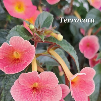 Achimenes Terracota