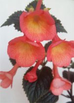 Achimenes xA Helena