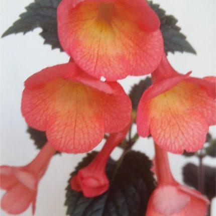 Achimenes xA Helena