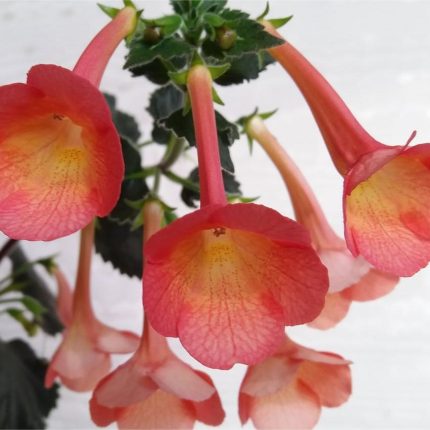 Achimenes xA Helena