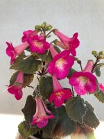 Achimenes xA MM's Eros