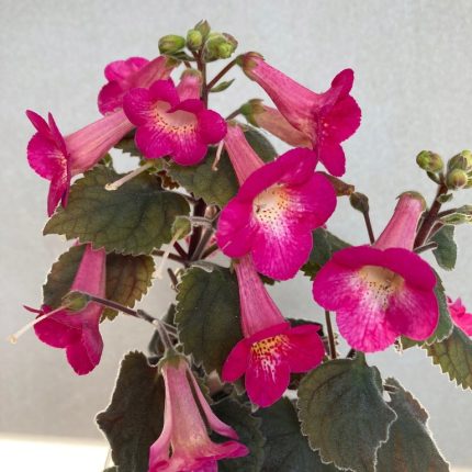 Achimenes xA MM's Eros