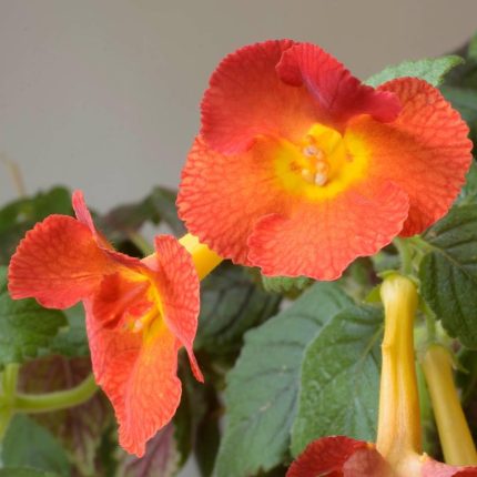 Achimenes xA MM's Irina