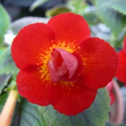 Achimenes xA MM's Tania