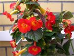 Achimenes xA MM's Tania