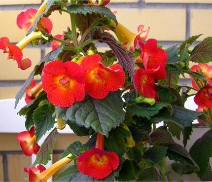 Achimenes xA MM's Tania