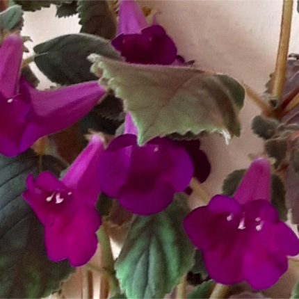 Achimenes xA Ohio's Punkin