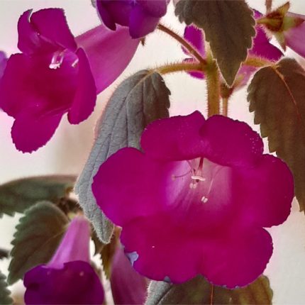 Achimenes xA Ohio's Punkin