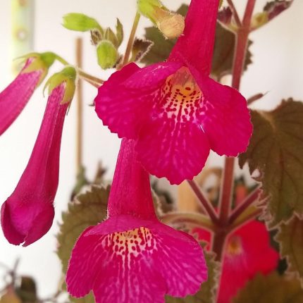 Achimenes xA Rf's Guerrero