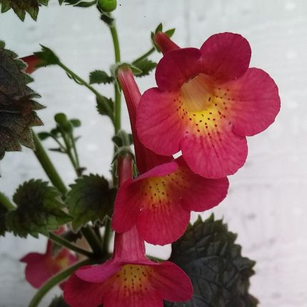 Achimenes xA Rf's Samba