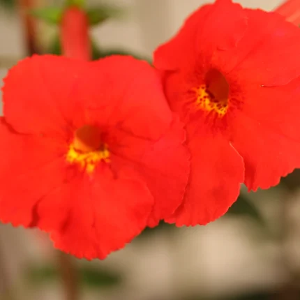 Achimenes xA Star of Stars