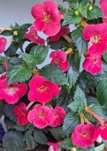 Achimenes xA Dor