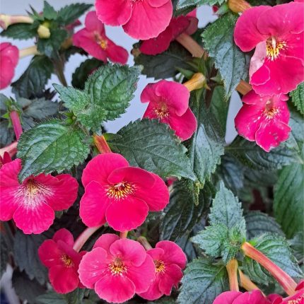 Achimenes xA Dor