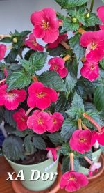 Achimenes xA Dor